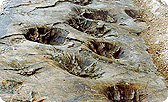 南海岸一带恐龙化石遗址(2002)